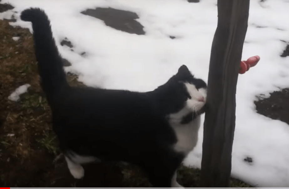 Illustration de l'article : (Vidéo) Un randonneur perdu retrouve son chemin grâce à un chat