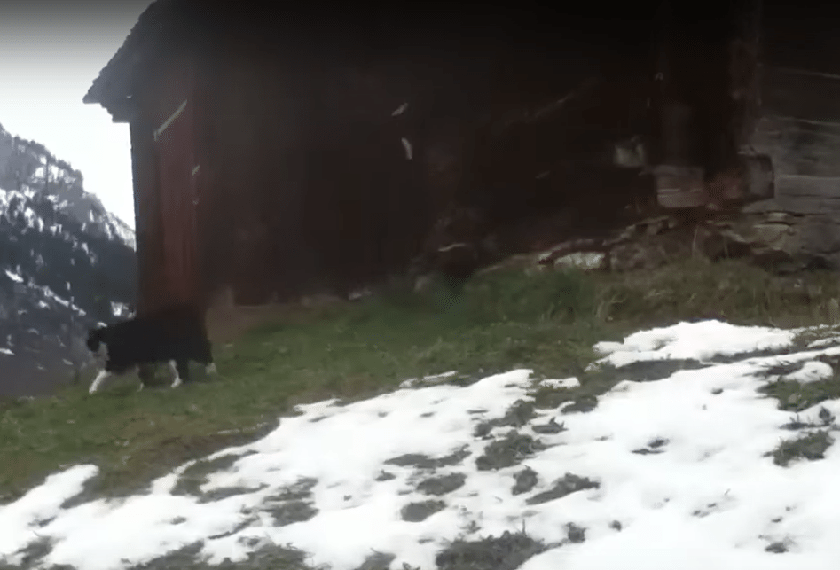 Illustration de l'article : (Vidéo) Un randonneur perdu retrouve son chemin grâce à un chat