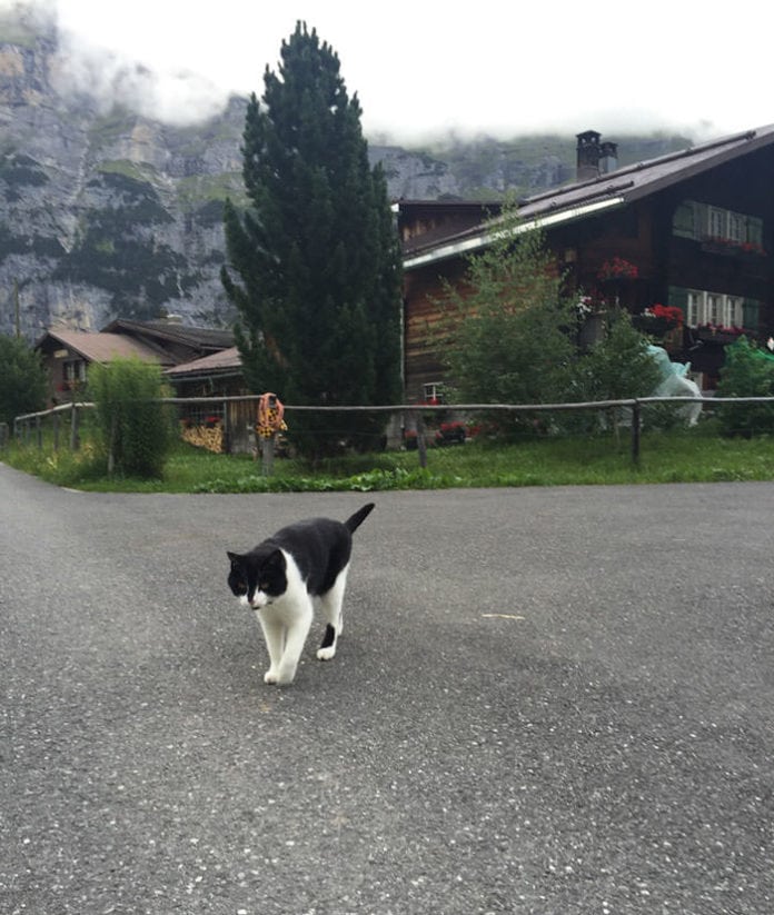 Illustration de l'article : (Vidéo) Un randonneur perdu retrouve son chemin grâce à un chat