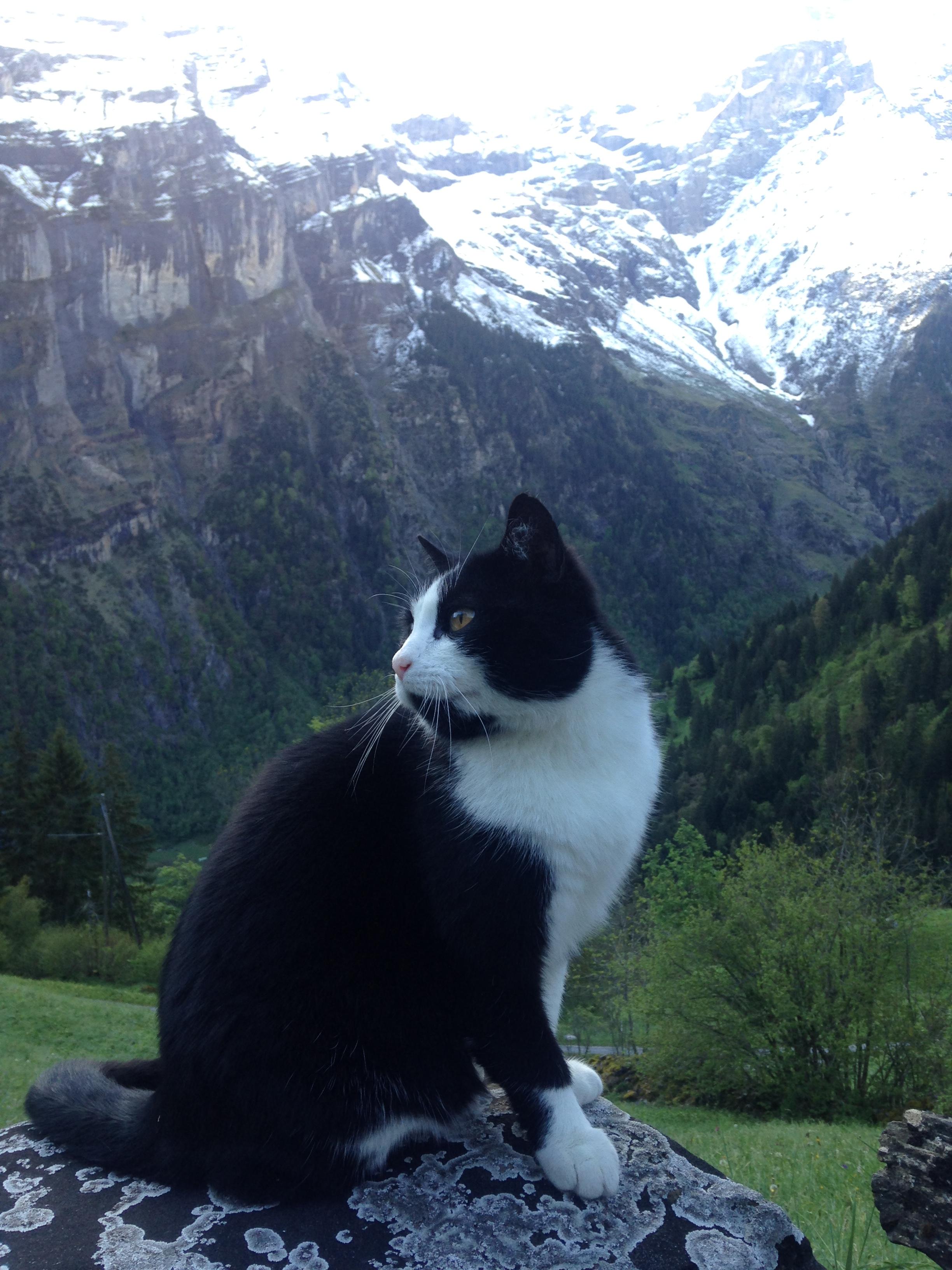 Illustration de l'article : (Vidéo) Un randonneur perdu retrouve son chemin grâce à un chat