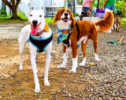 Illustration de l'article : Elle dîne dans un restaurant et vient au secours d’un chien errant très amaigri