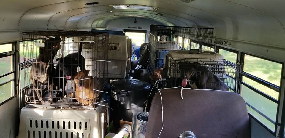 Illustration de l'article : Un homme a sauvé des animaux de l’ouragan Florence en les plaçant dans un bus scolaire qu’il avait acheté