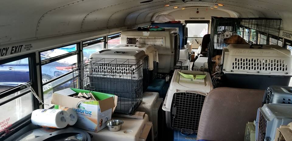 Illustration de l'article : Tennessee : un homme a acheté un bus pour sauver les animaux durant les catastrophes naturelles