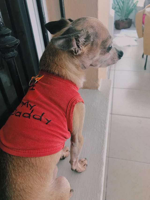 Illustration de l'article : Ce chien retrouve des vêtements de son défunt maître et ne veut plus les quitter