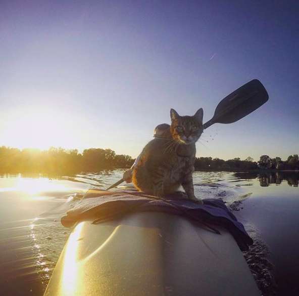 Illustration de l'article : Une chatte s’est passionnée dès son plus jeune âge pour le kayak
