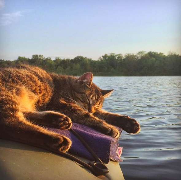 Illustration de l'article : Une chatte s’est passionnée dès son plus jeune âge pour le kayak