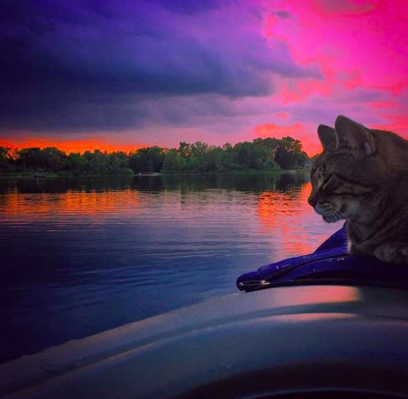 Illustration de l'article : Une chatte s’est passionnée dès son plus jeune âge pour le kayak