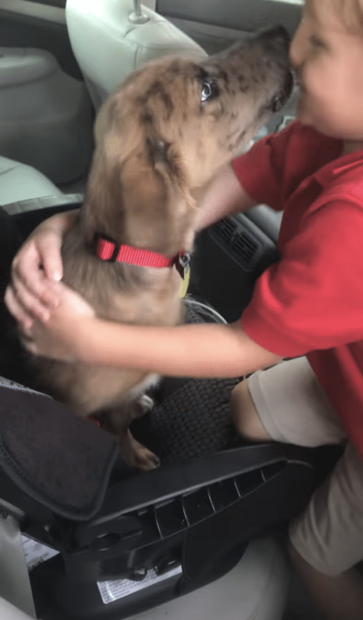 Illustration de l'article : (Vidéo) Un enfant surpris par la présence d’un chiot en ouvrant la porte de la voiture de son père