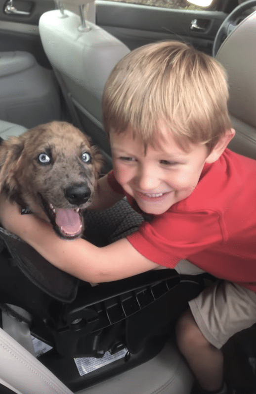 Illustration de l'article : (Vidéo) Un enfant surpris par la présence d’un chiot en ouvrant la porte de la voiture de son père
