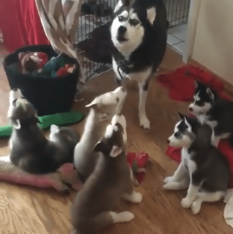 Vidéo) Instant mignon : une maman Husky apprend à ses petits à hurler