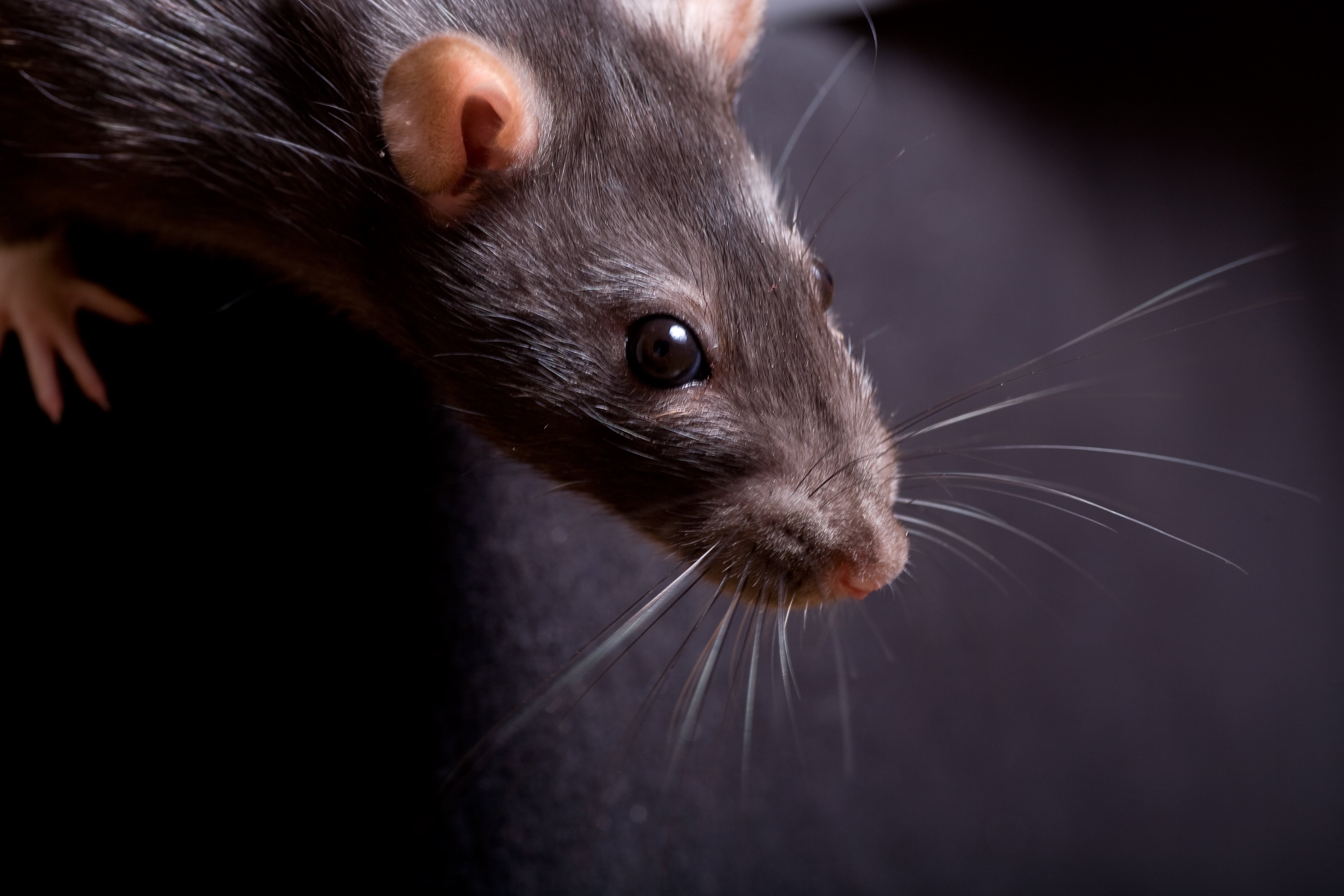 Rats Sur Le Piège À La Colle De Rat. Déplacez La Souris Dans Une