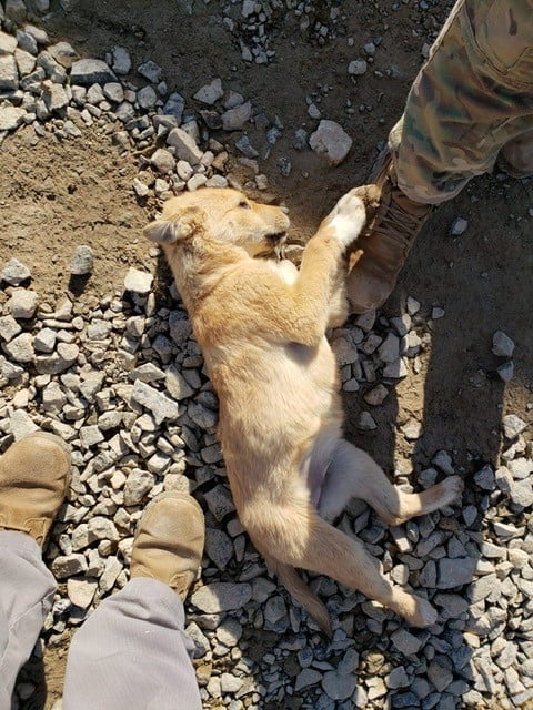 https://www.woopets.fr/assets/ckeditor/2019/apr/actualities/6340/originale/bear%203.jpg