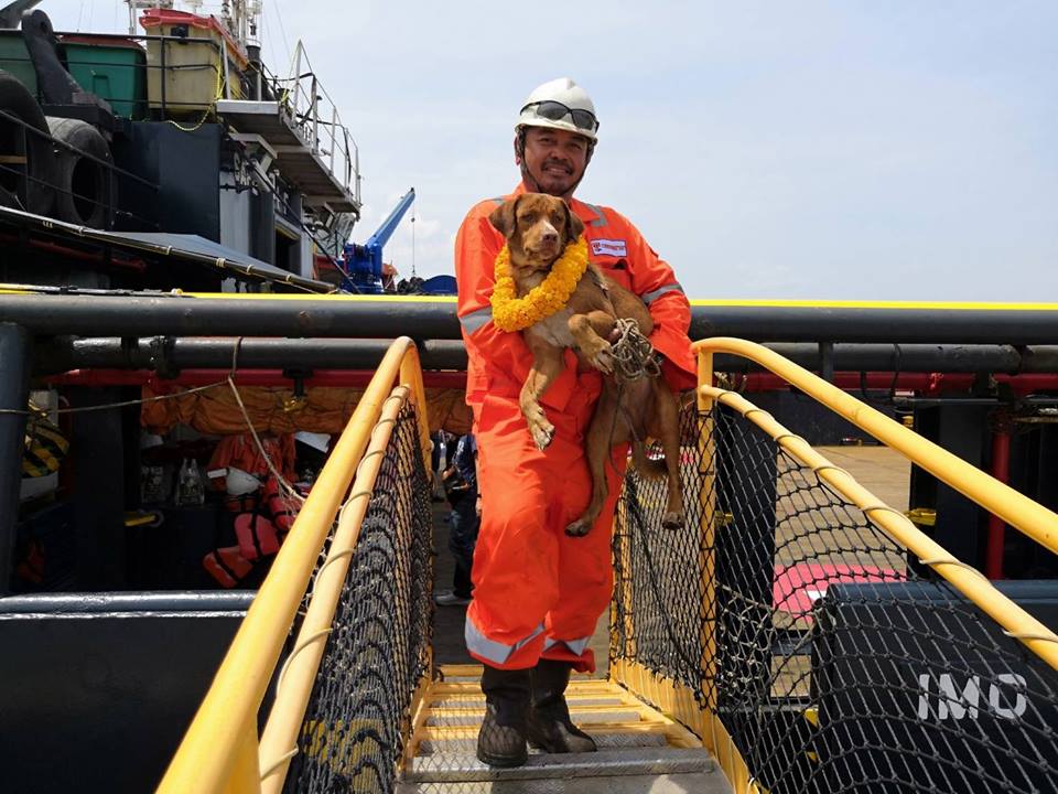 Illustration de l'article : Il survit aux dangers de la mer, un chien sauvé à 220 km des côtes ! 