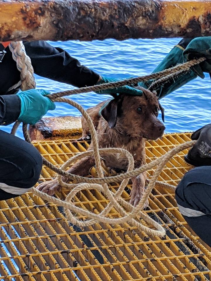 Illustration de l'article : Il survit aux dangers de la mer, un chien sauvé à 220 km des côtes ! 