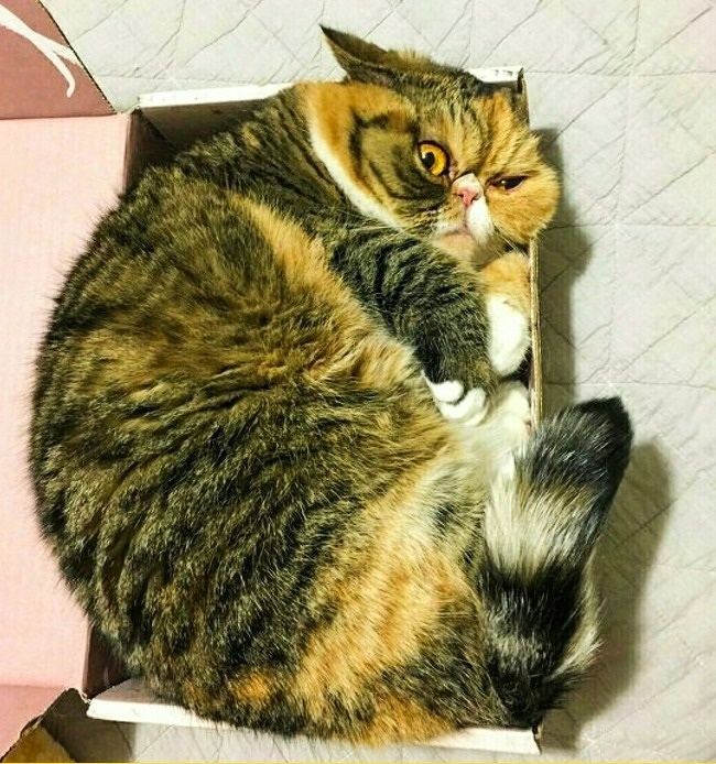 Illustration de l'article : 14 photos d’animaux qui ne pourront jamais cacher ce qu'ils ressentent vraiment !