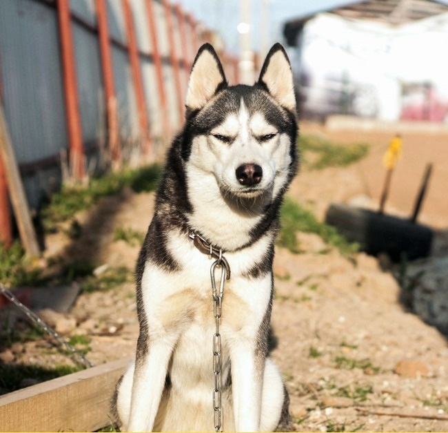 Illustration de l'article : 14 photos d’animaux qui ne pourront jamais cacher ce qu'ils ressentent vraiment !