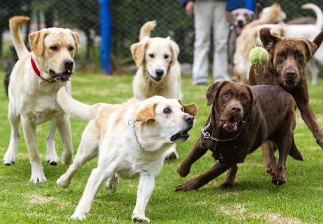 Illustration de l'article : 14 photos d’animaux qui ne pourront jamais cacher ce qu'ils ressentent vraiment !