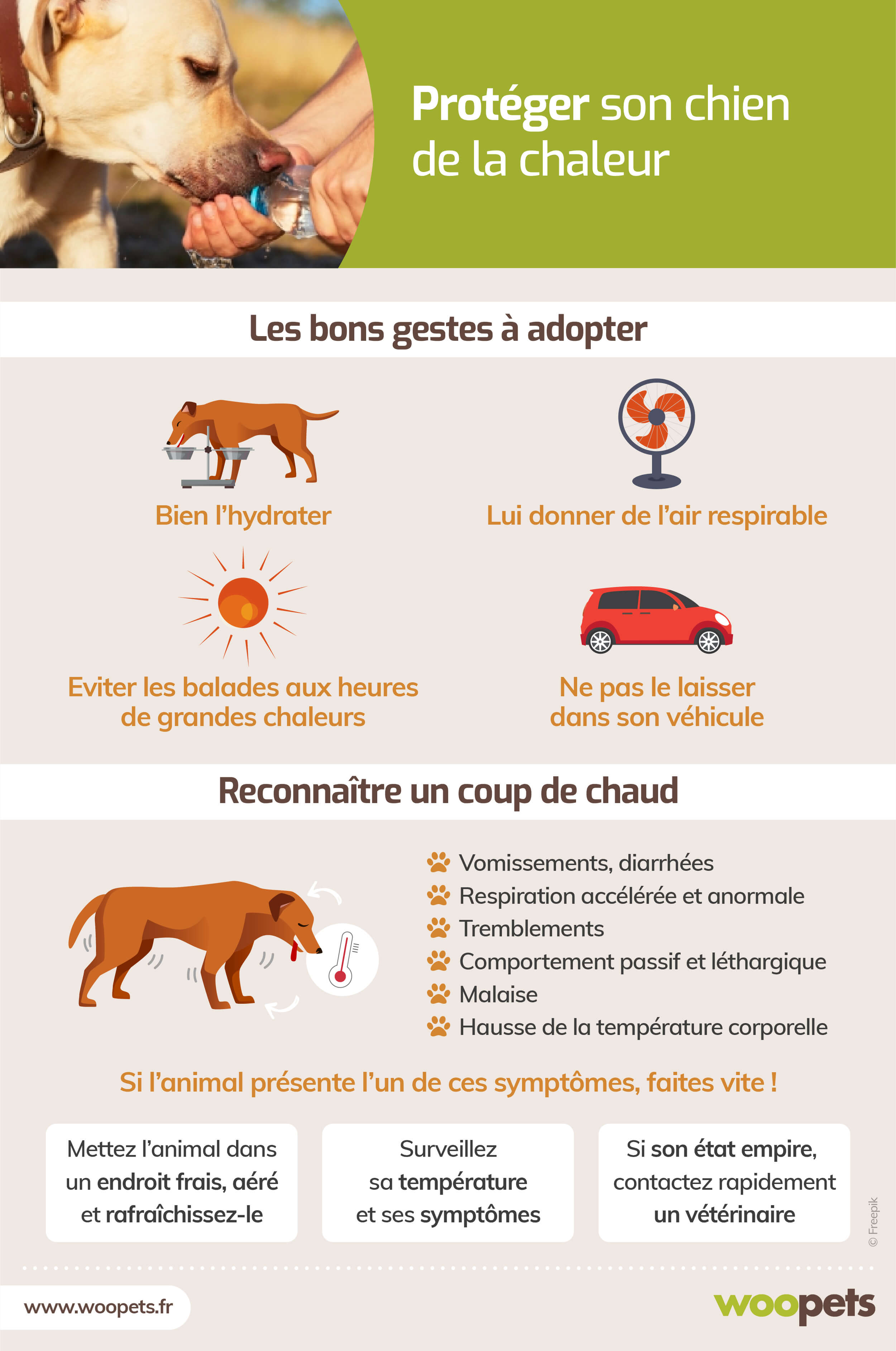 Quelques conseils pour protéger son chien de la chaleur en voiture