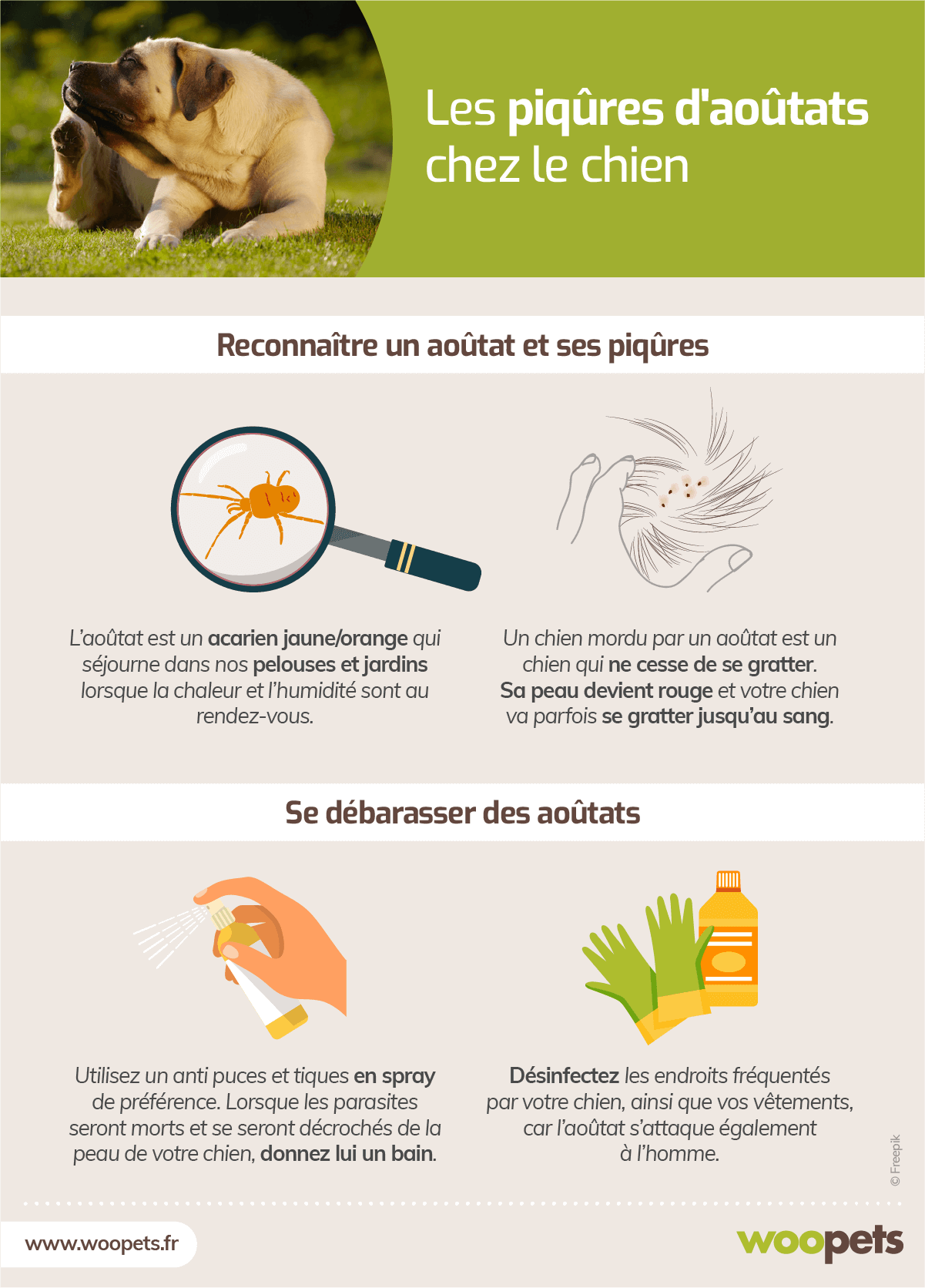 Les Piqures D Aoutats Chez Le Chien Comment S En Debarraser