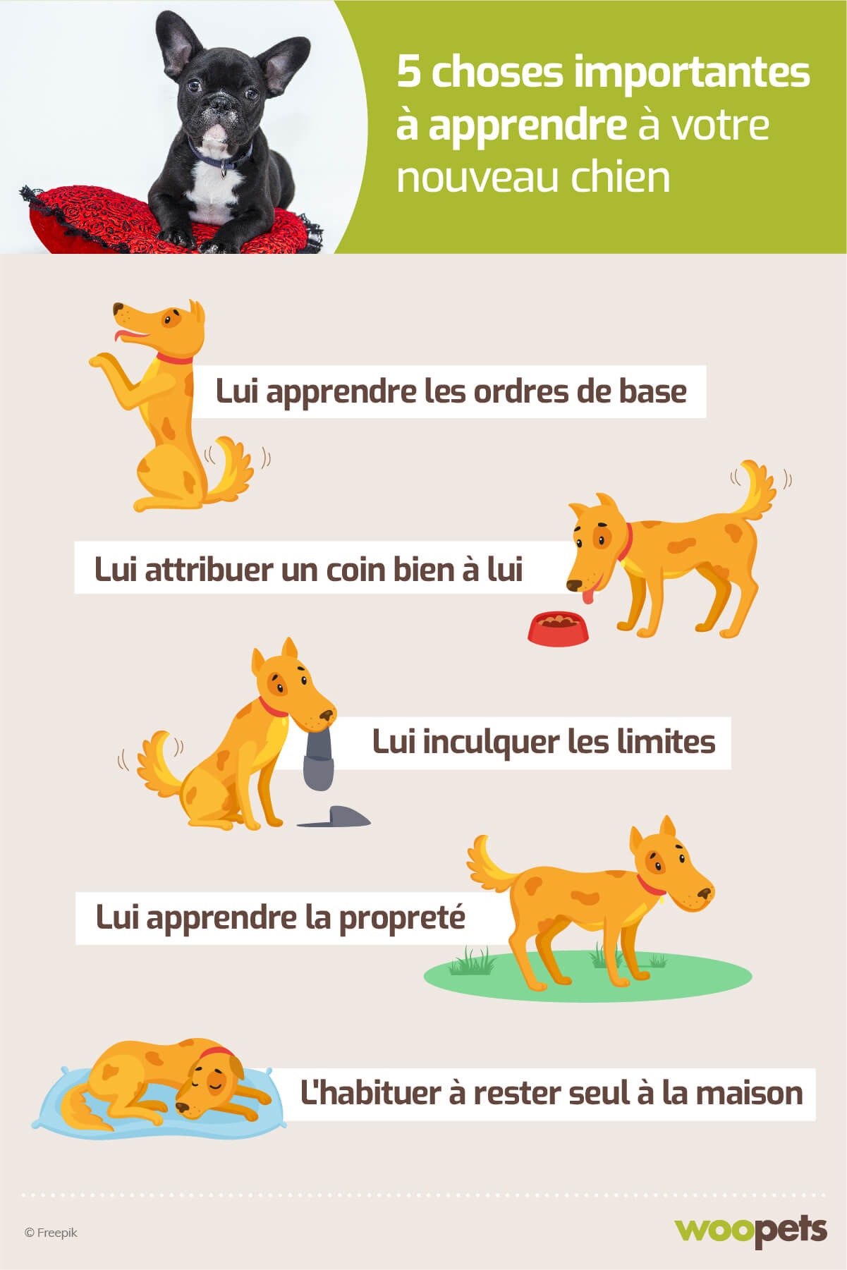 Illustration de l'article : 5 choses importantes à apprendre à votre nouveau chien dès son arrivée à la maison