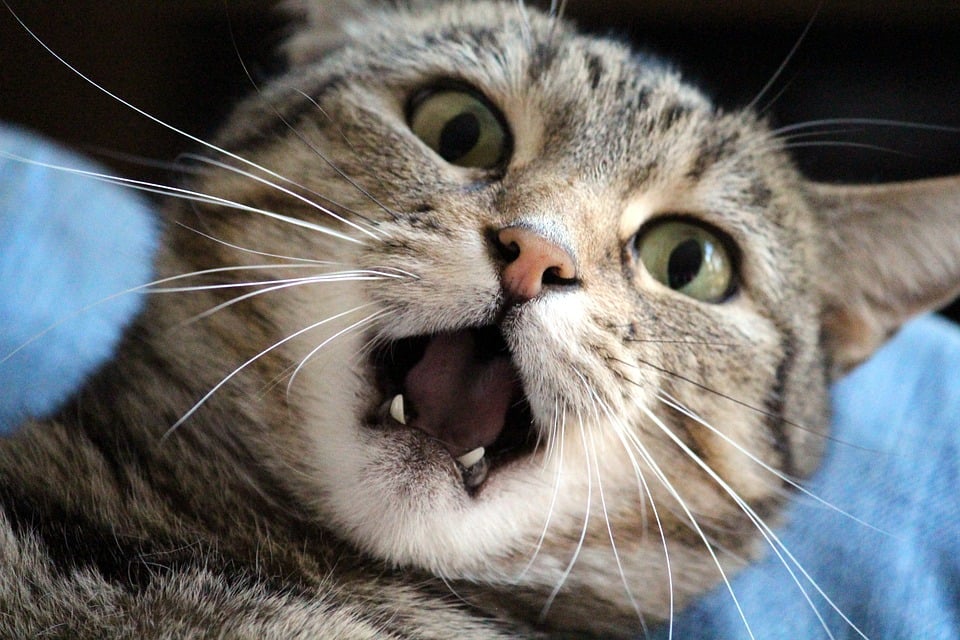 Illustration de l'article : 10 signes de stress chez votre chat