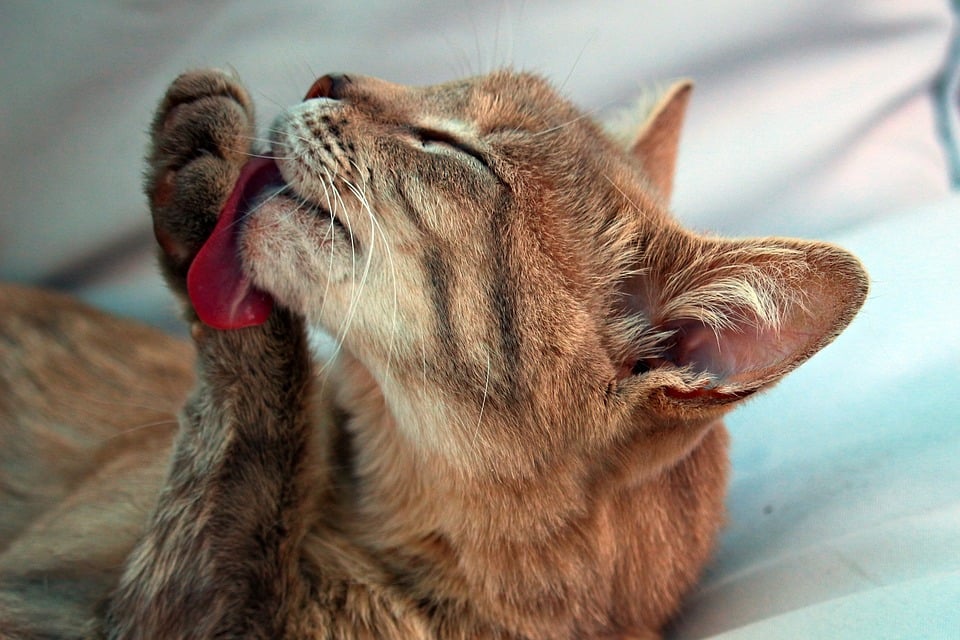 Illustration de l'article : 10 signes de stress chez votre chat