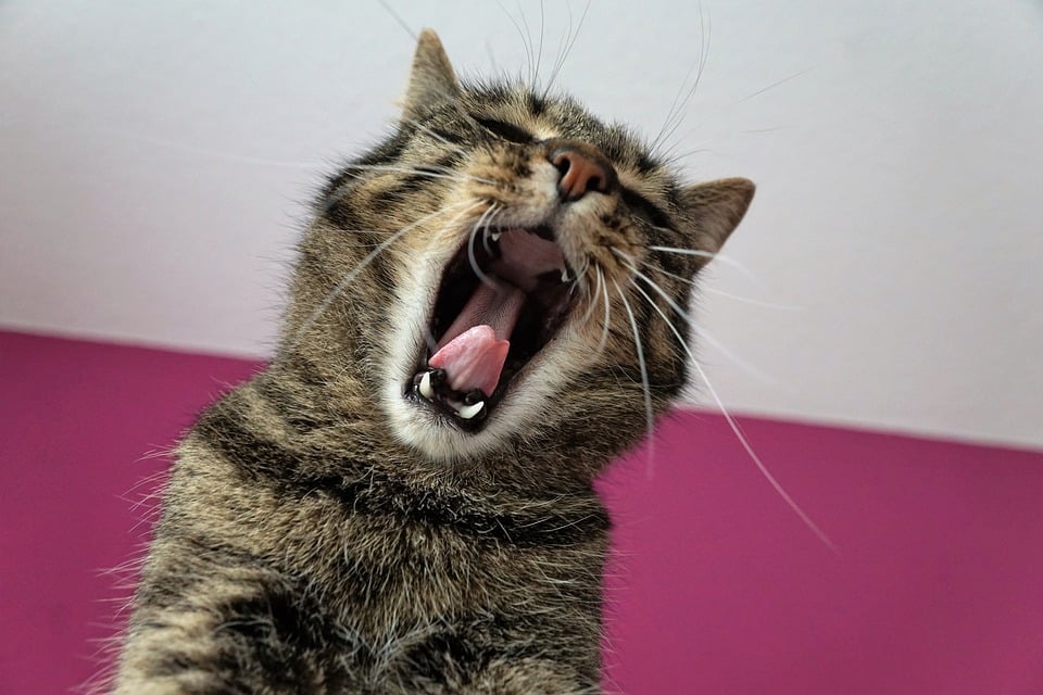 Illustration de l'article : 10 signes de stress chez votre chat