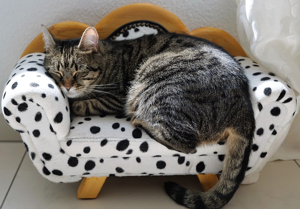 Illustration de l'article : 10 signes de stress chez votre chat