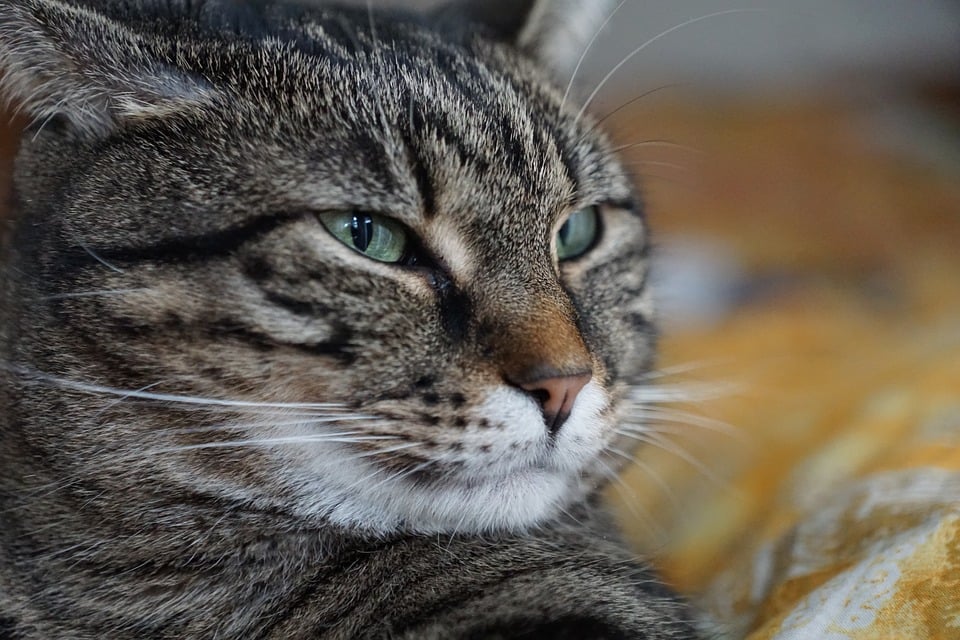 Illustration de l'article : 10 signes de stress chez votre chat