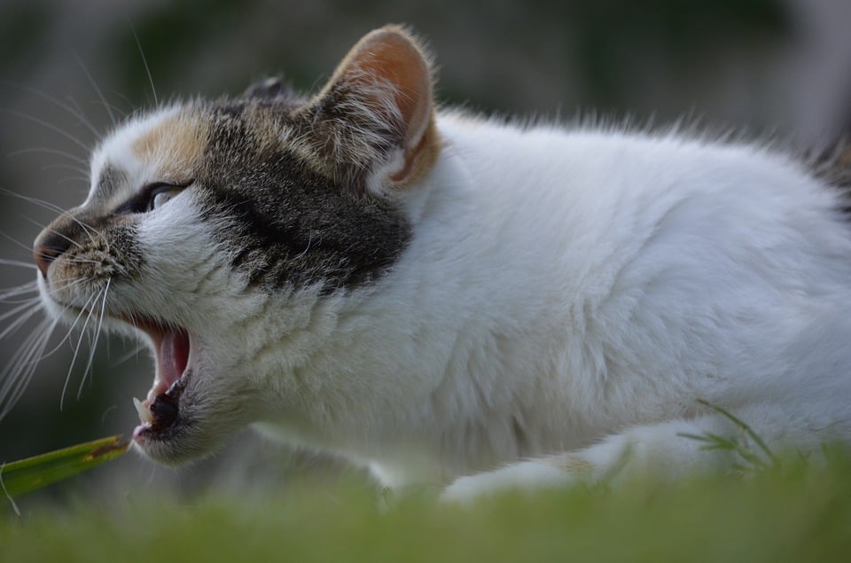 Illustration de l'article : 10 signes de stress chez votre chat