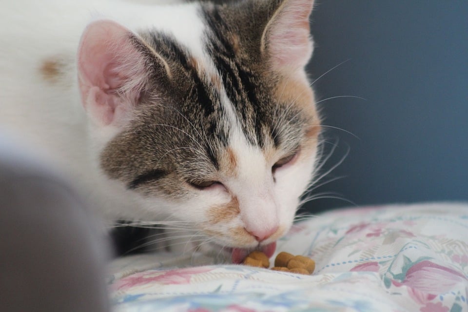 Illustration de l'article : 10 signes de stress chez votre chat