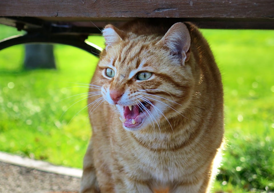 Illustration de l'article : 10 signes de stress chez votre chat
