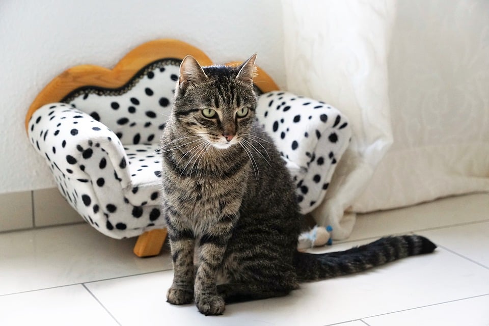 Illustration de l'article : 10 signes de stress chez votre chat