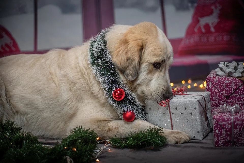 Illustration de l'article : 11 dangers qui guettent votre chien à Noël