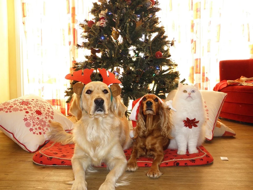 Illustration de l'article : 11 dangers qui guettent votre chien à Noël