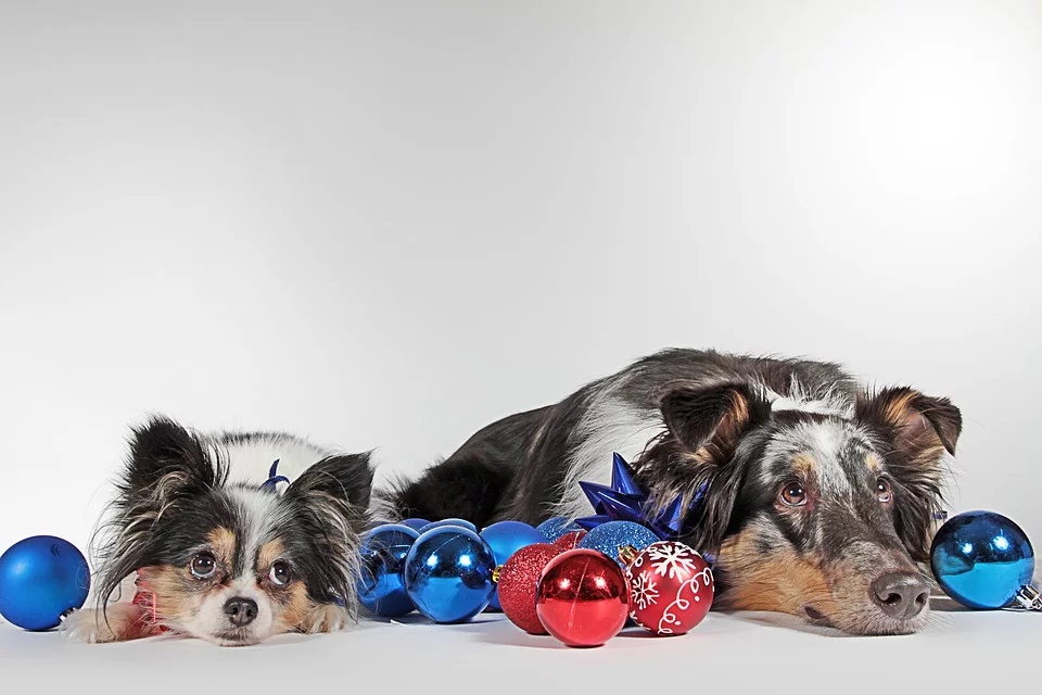 Illustration de l'article : 11 dangers qui guettent votre chien à Noël