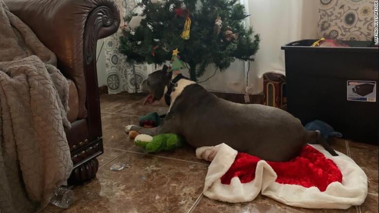 Illustration de l'article : Un chien adopté à quelques jours de Noël, après avoir attendu 5 ans dans un refuge