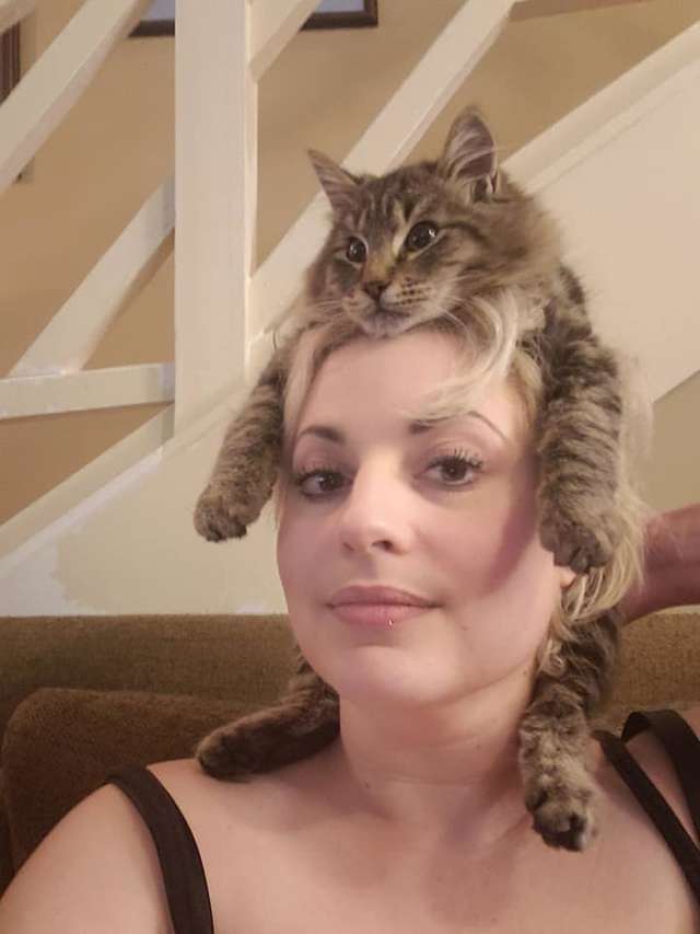 Illustration de l'article : Friand de câlins, ce chat passe la plupart du temps sur la tête de ses propriétaires !