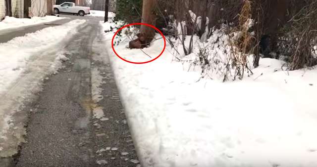 Attaché à Un Poteau Ce Chien Pleurait Dans La Neige