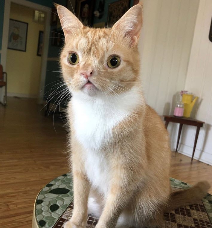 22 Chats Et Chiens Que Les Imperfections Rendent Beaux 22 Chats Et Chiens Que Les Imperfections Rendent Beaux