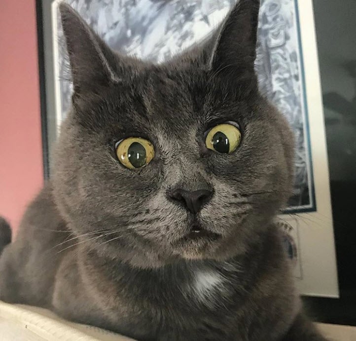 22 Chats Et Chiens Que Les Imperfections Rendent Beaux 22 Chats Et Chiens Que Les Imperfections Rendent Beaux