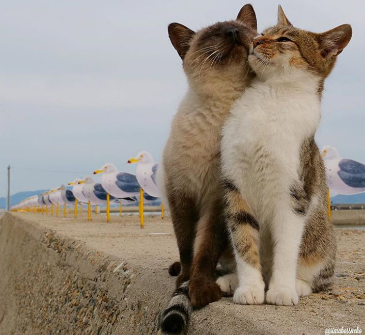 17 Photos De Couples De Chats Prouvant Que La Tendresse N Est Pas Un Vain Mot Chez Eux