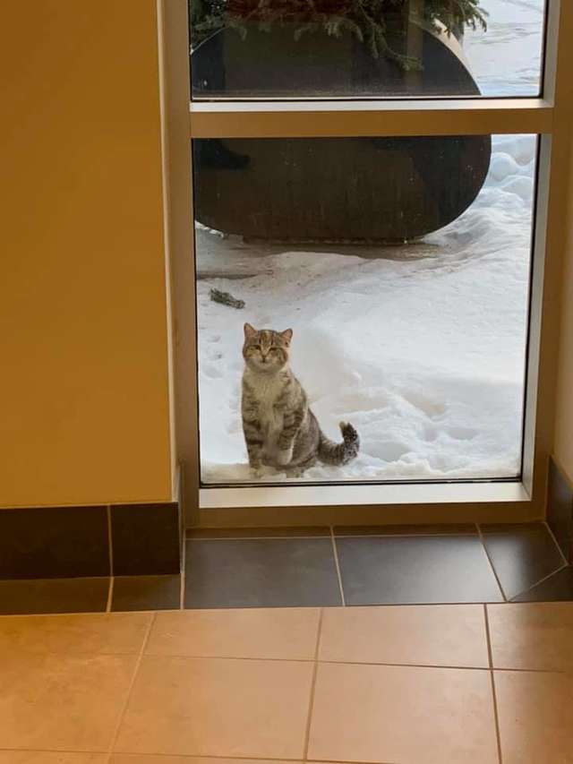 Illustration de l'article : Pétrifiée par le froid, cette chatte connaît le sauvetage le plus chaleureux possible ! 