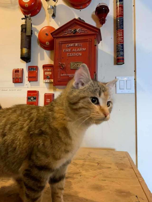Illustration de l'article : Pétrifiée par le froid, cette chatte connaît le sauvetage le plus chaleureux possible ! 