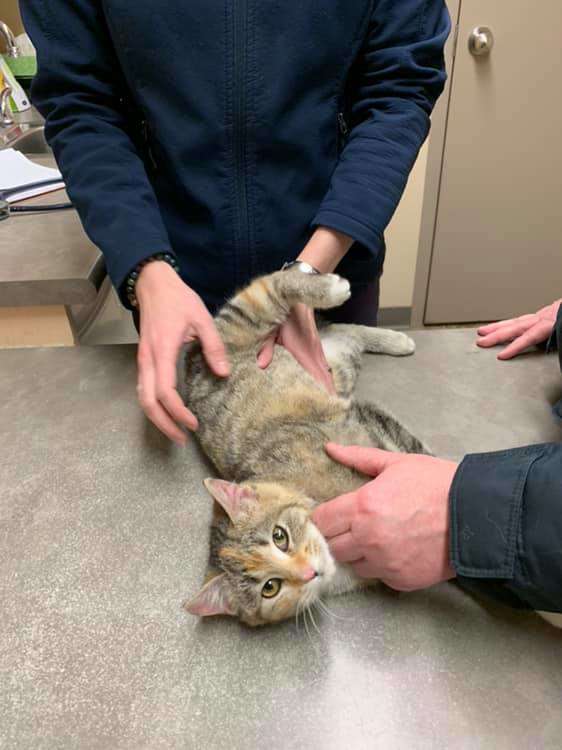 Illustration de l'article : Pétrifiée par le froid, cette chatte connaît le sauvetage le plus chaleureux possible ! 