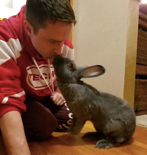 Un Couple De Lapins Geants Adopte Un Bebe