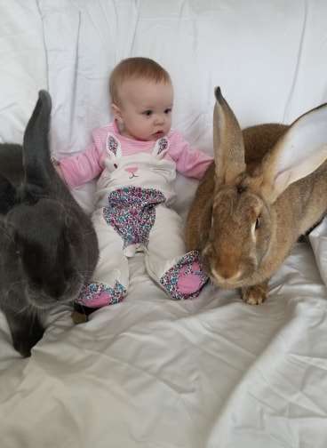 Un Couple De Lapins Geants Adopte Un Bebe