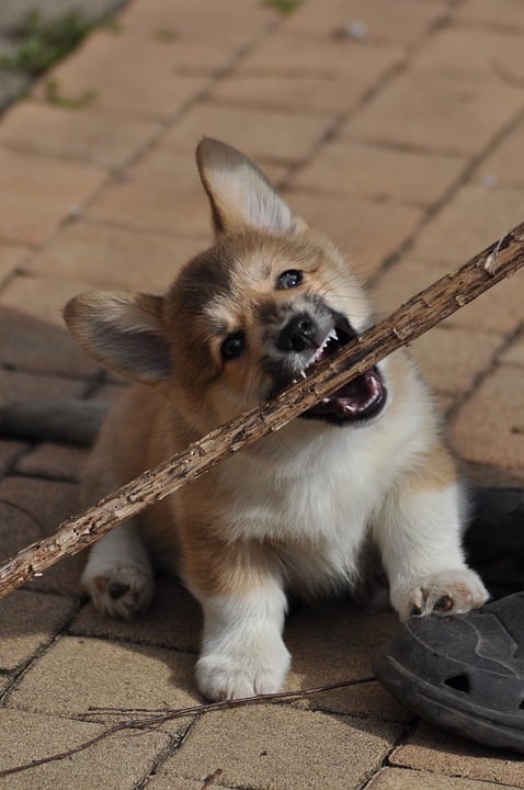 10 Races Canines Dont Les Chiots Sont Les Plus Mignons