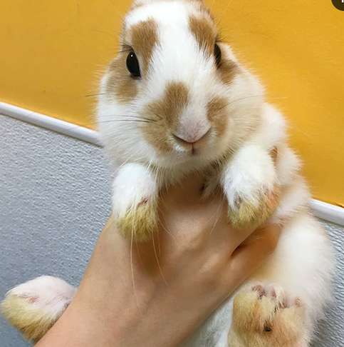 Illustration de l'article : Une bénévole sauve la vie d'un lapin abandonné parce que trop affectueux