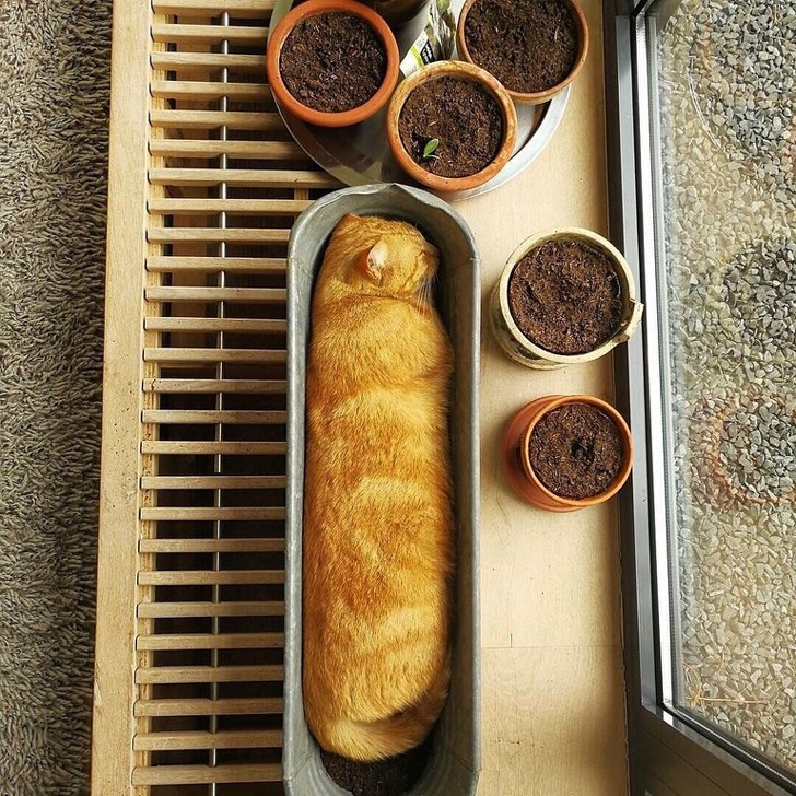 Illustration de l'article : Ces 20 photos de chats endormis sont le remède ultime contre la tristesse 